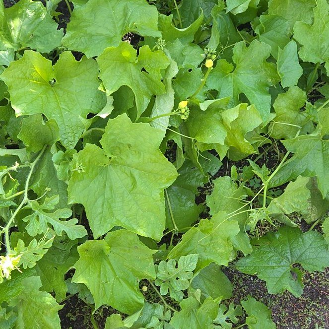 Photo of the plant species Cretan Bryony by @YeahGinger69 named Shakira on Greg, the plant care app