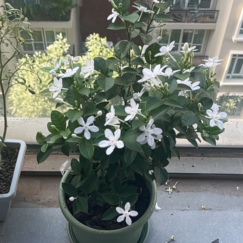 Photo of the plant species Thai Jasmine by @GladSapote74 named Sigmund on Greg, the plant care app