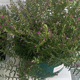 Photo of the plant species False Heather 'Rosea' by @GladSapote74 named Ronaldo on Greg, the plant care app