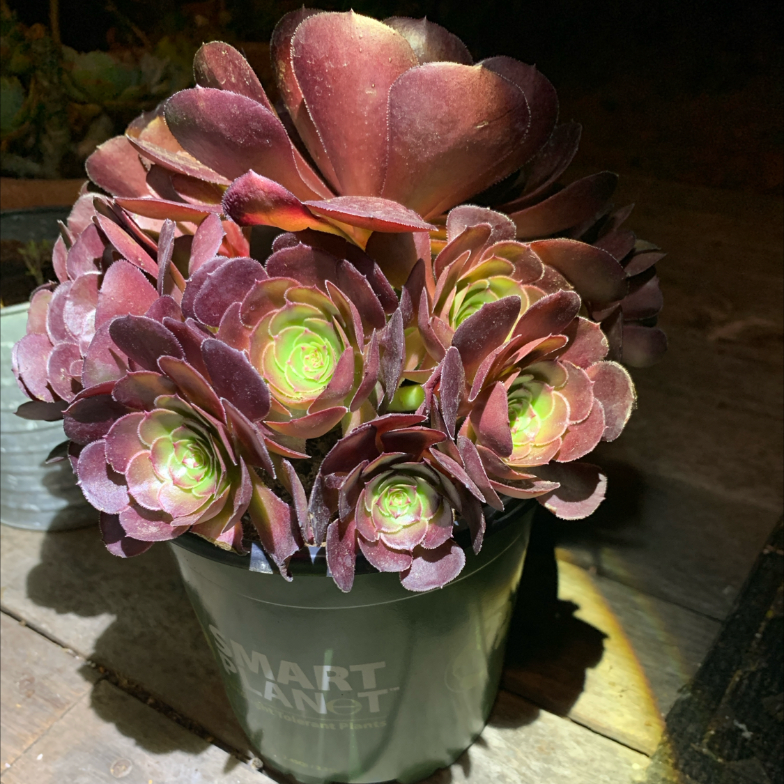 Photo of the plant species Aeonium 'Black Ruby' by @CarefreeMum97 named Sahara on Greg, the plant care app
