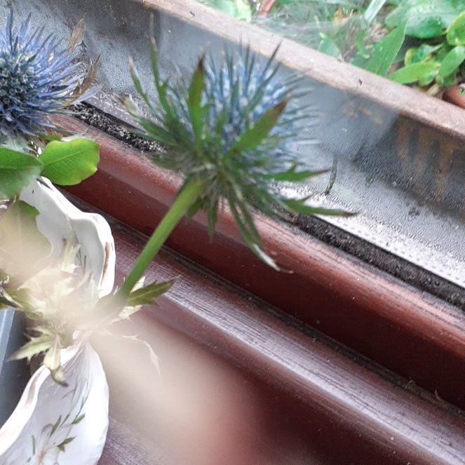 Photo of the plant species Flat Sea Holly by @PrimalWormplant named Plato on Greg, the plant care app