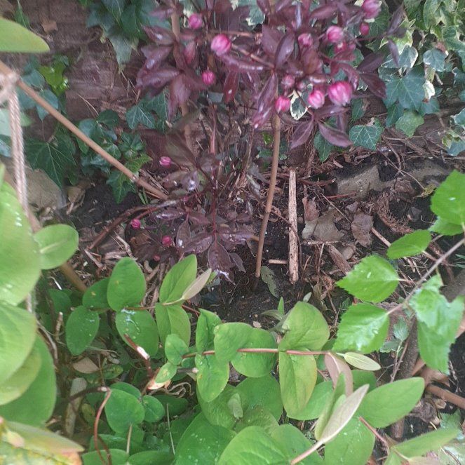 Photo of the plant species Tutsan by @PrimalWormplant named Nithin on Greg, the plant care app