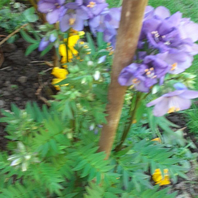 Photo of the plant species Jacob's Ladder by @PrimalWormplant named Orwell on Greg, the plant care app