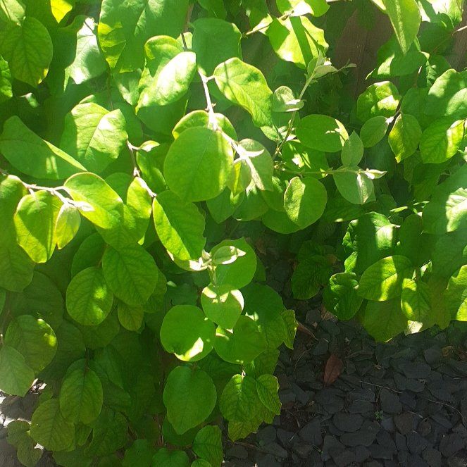 Photo of the plant species Quince by @PrimalWormplant named Denali on Greg, the plant care app
