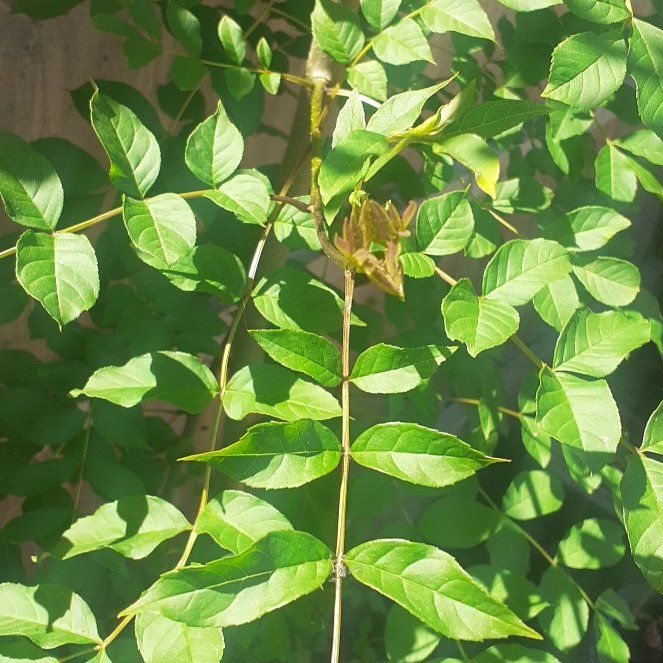 Photo of the plant species American Ash by @PrimalWormplant named Shakira on Greg, the plant care app