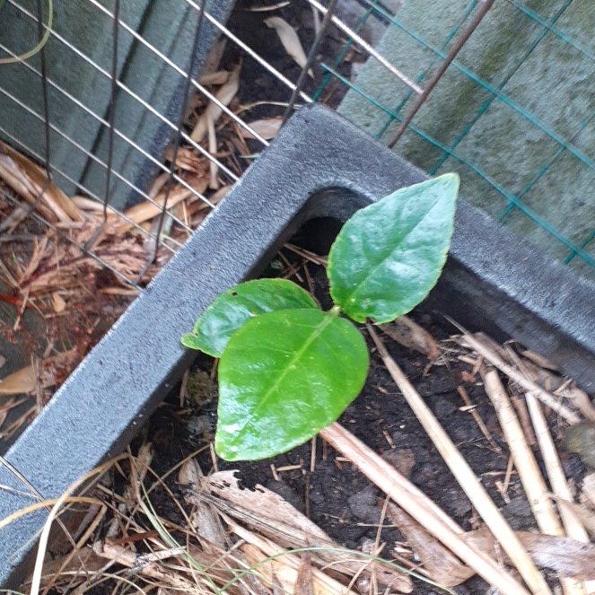 Photo of the plant species Puka by @PrimalWormplant named Nemo on Greg, the plant care app