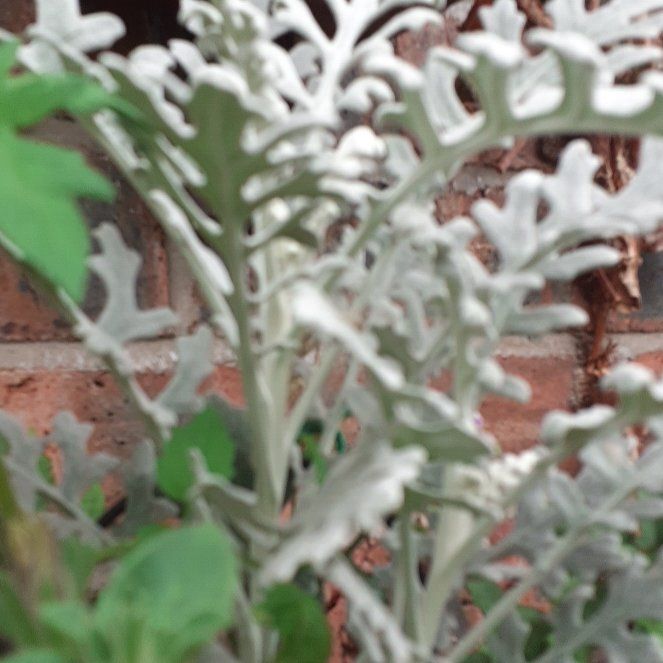 Photo of the plant species Silver Ragwort by @PrimalWormplant named Kesha on Greg, the plant care app