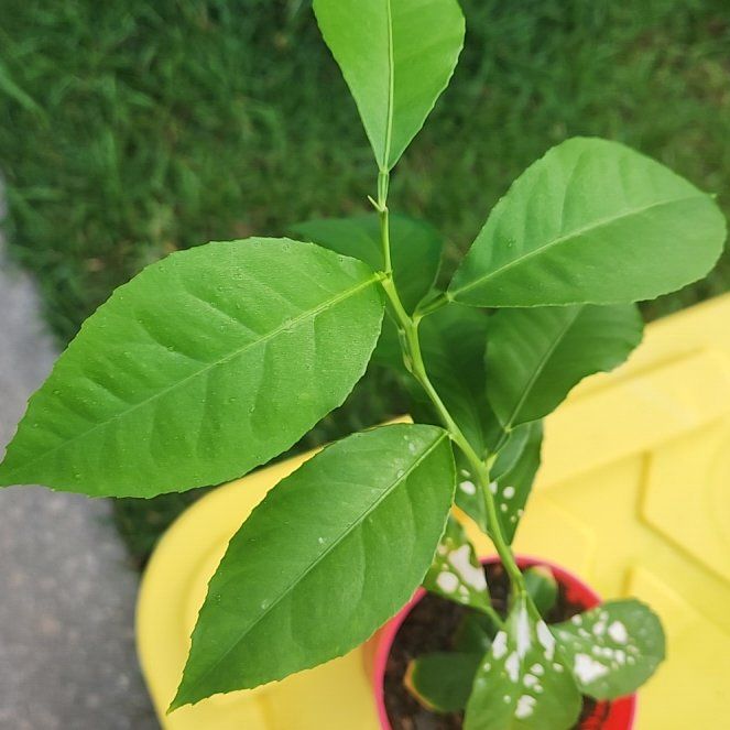 Sproutacus