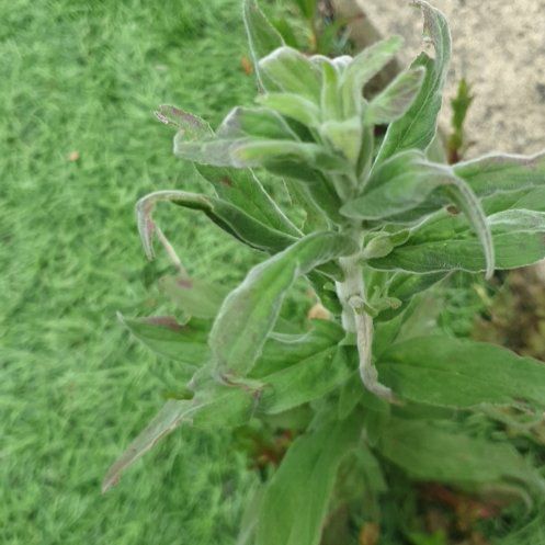 Photo of the plant species Codlins and Cream by @StrongTule named Apollo on Greg, the plant care app