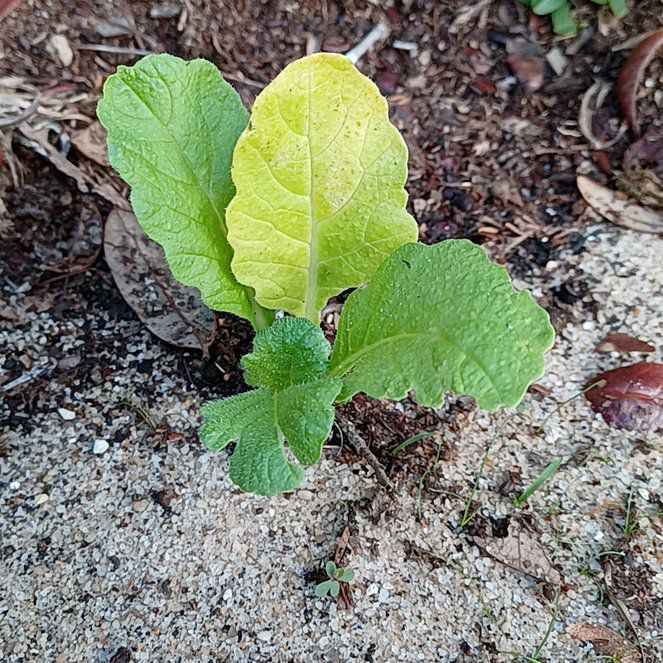 Photo of the plant species Daikon by @OpenlyPokaka named Nithin on Greg, the plant care app