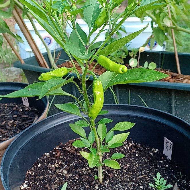 Photo of the plant species Datil Pepper Plant by @OpenlyPokaka named Nemo on Greg, the plant care app