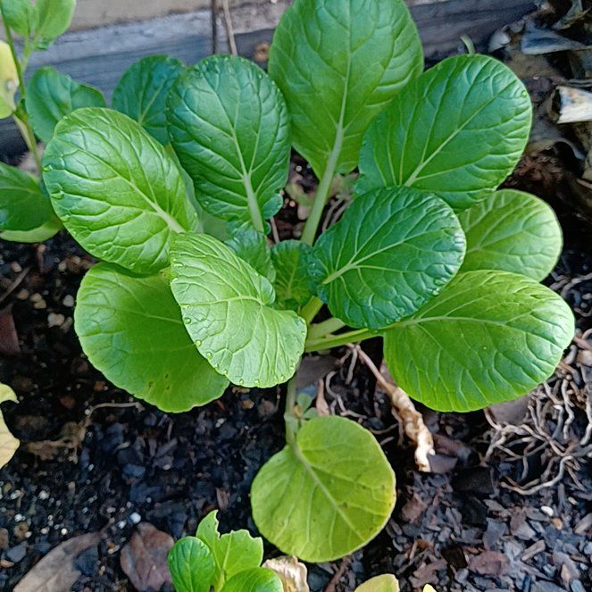 Photo of the plant species Tatsoi by @OpenlyPokaka named Girlfrond on Greg, the plant care app