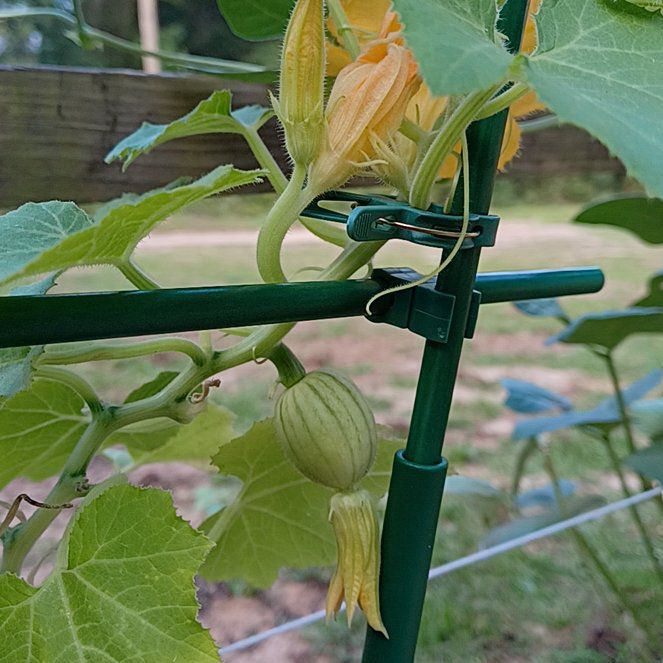Photo of the plant species Delicata Squash by @OpenlyPokaka named Marley on Greg, the plant care app