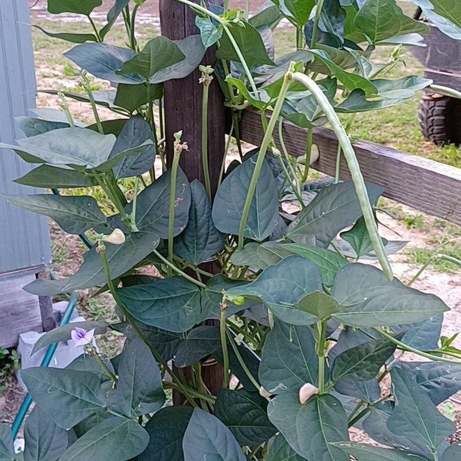 Photo of the plant species cowpea by @OpenlyPokaka named Scarlett on Greg, the plant care app