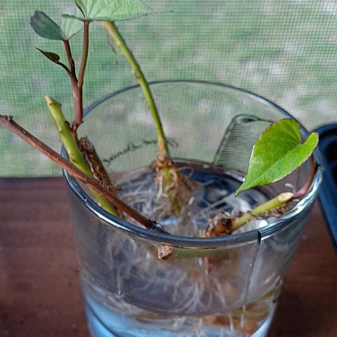 Photo of the plant species Sweet Caroline Purple Sweet Potato by @OpenlyPokaka named Duke on Greg, the plant care app