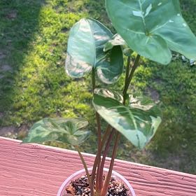 Photo of the plant species Syngonium Panda by @YesChastetree45 named Panda on Greg, the plant care app