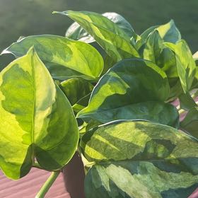 Photo of the plant species Lizard Queen Pothos by @YesChastetree45 named Kobe on Greg, the plant care app