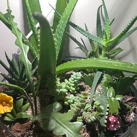 Photo of the plant species Gregory by @YesChastetree45 named Hamilton on Greg, the plant care app