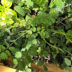 Photo of the plant species Salad Burnet by @LeadSedge45 named LiloStitch on Greg, the plant care app