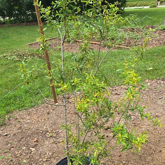 Photo of the plant species Russian Pomegranate by @HunkyWavycap97 named Nemo on Greg, the plant care app