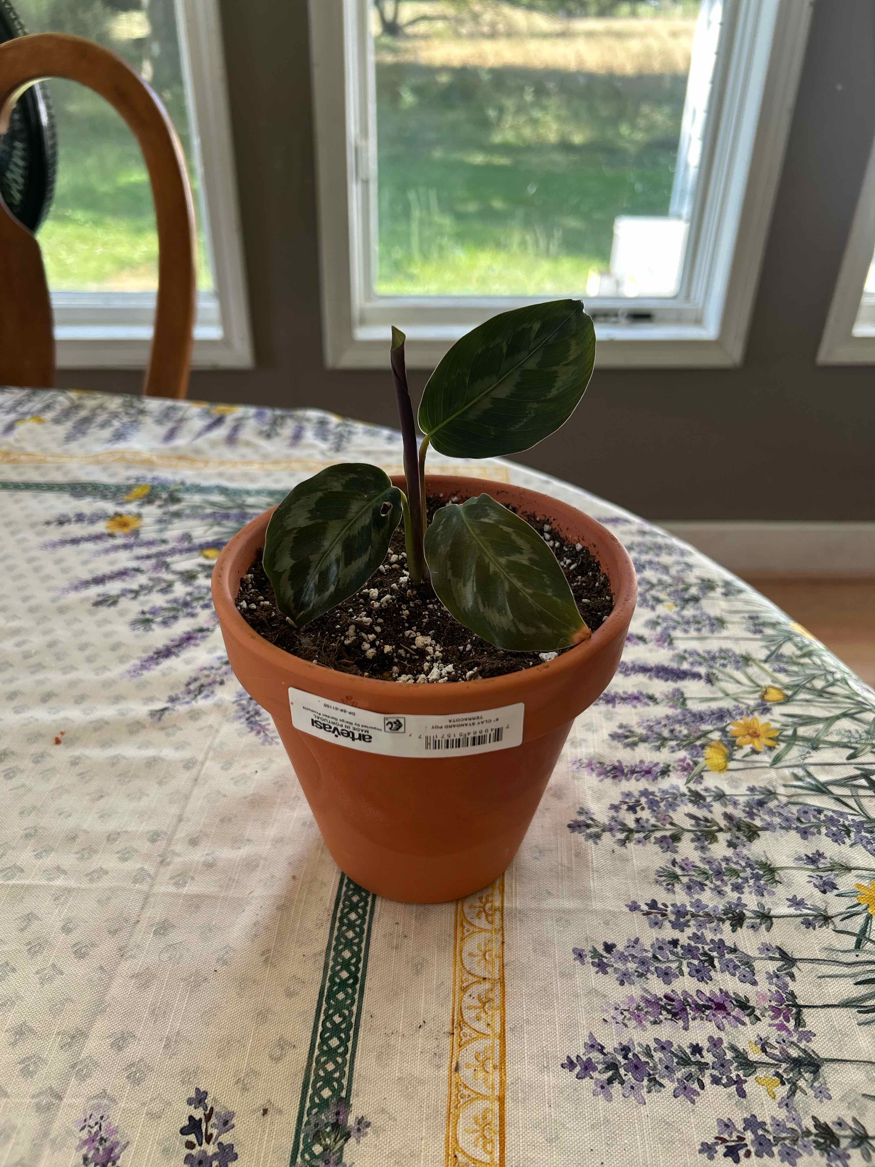 Photo of the plant species Calathea Helen Kennedy by @Haileasue named Helen on Greg, the plant care app
