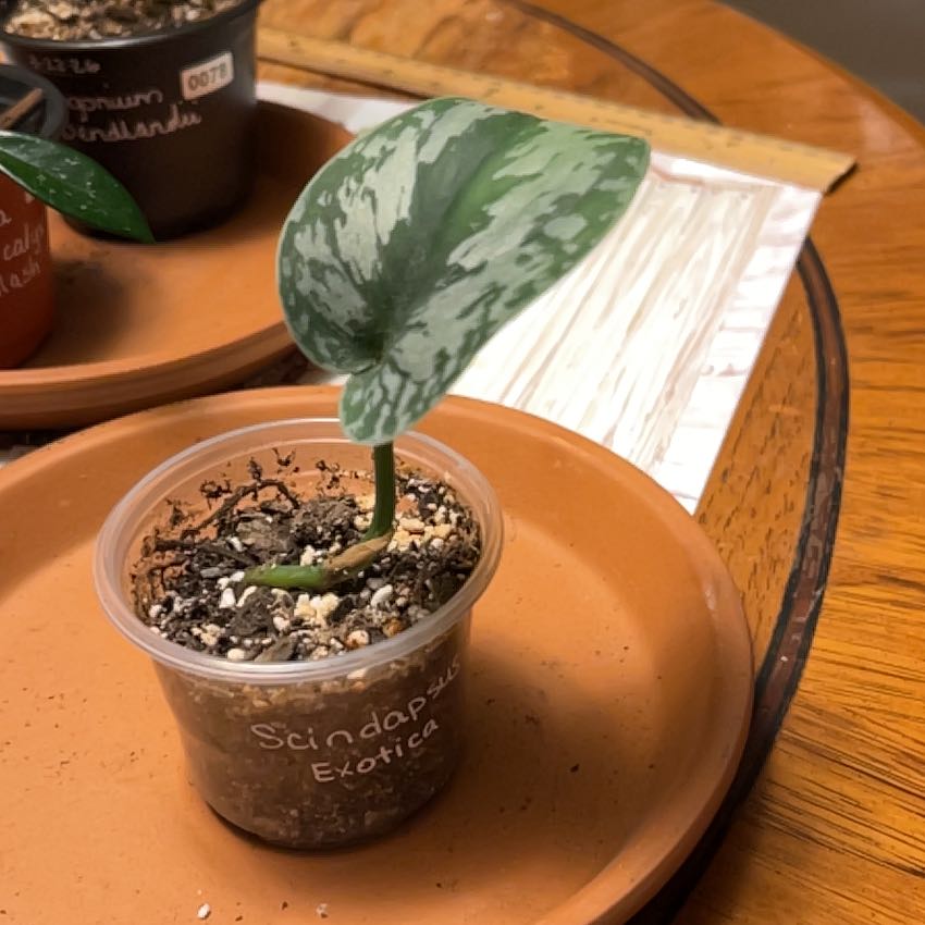 Photo of the plant species Scindapsus Exotica by @Haileasue named Lavender on Greg, the plant care app