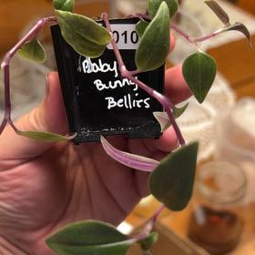 Photo of the plant species Baby Bunny Bellies by @Haileasue named Miley on Greg, the plant care app