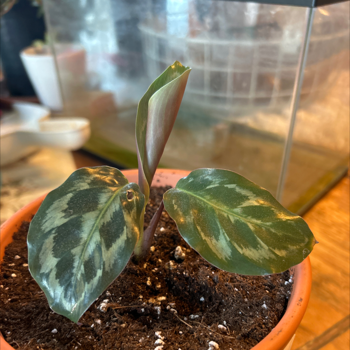 Photo of the plant species Calathea Helen Kennedy by @Haileasue named Helen on Greg, the plant care app
