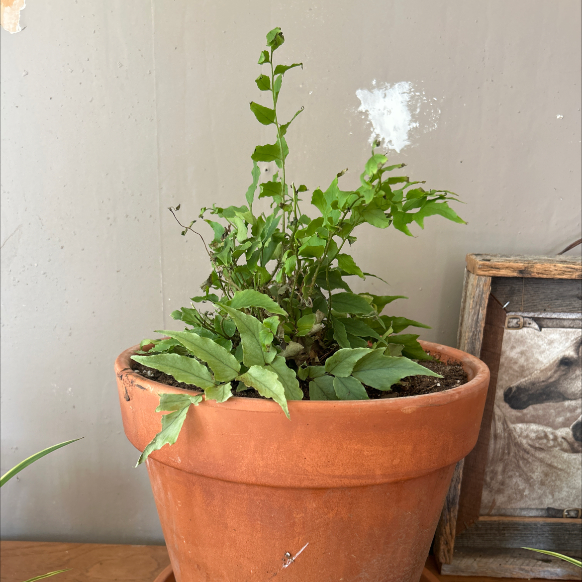 Photo of the plant species House Holly-Fern by @Haileasue named Osmo on Greg, the plant care app