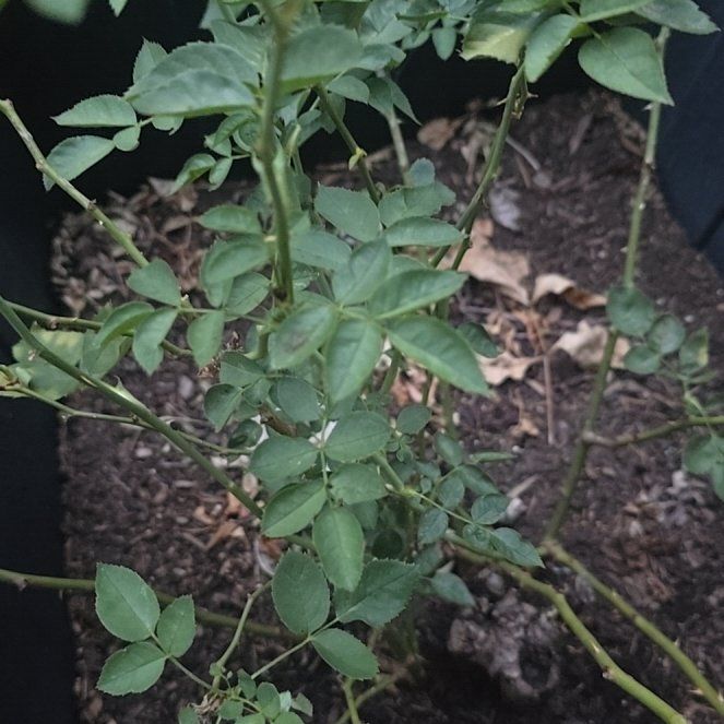 Photo of the plant species Multiflora Rose by @GrandBigfoot32 named Sir Plancelot on Greg, the plant care app