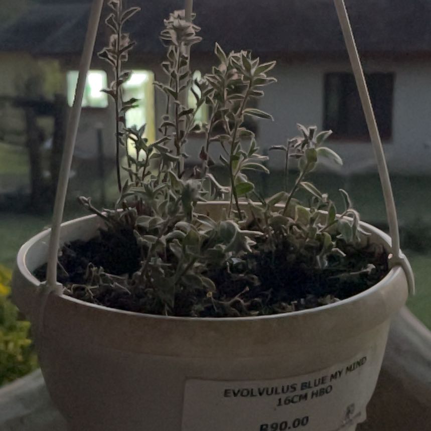 Photo of the plant species Evolvulus 'Blue My Mind®' by @YiftSainfoin2 named LiloStitch on Greg, the plant care app
