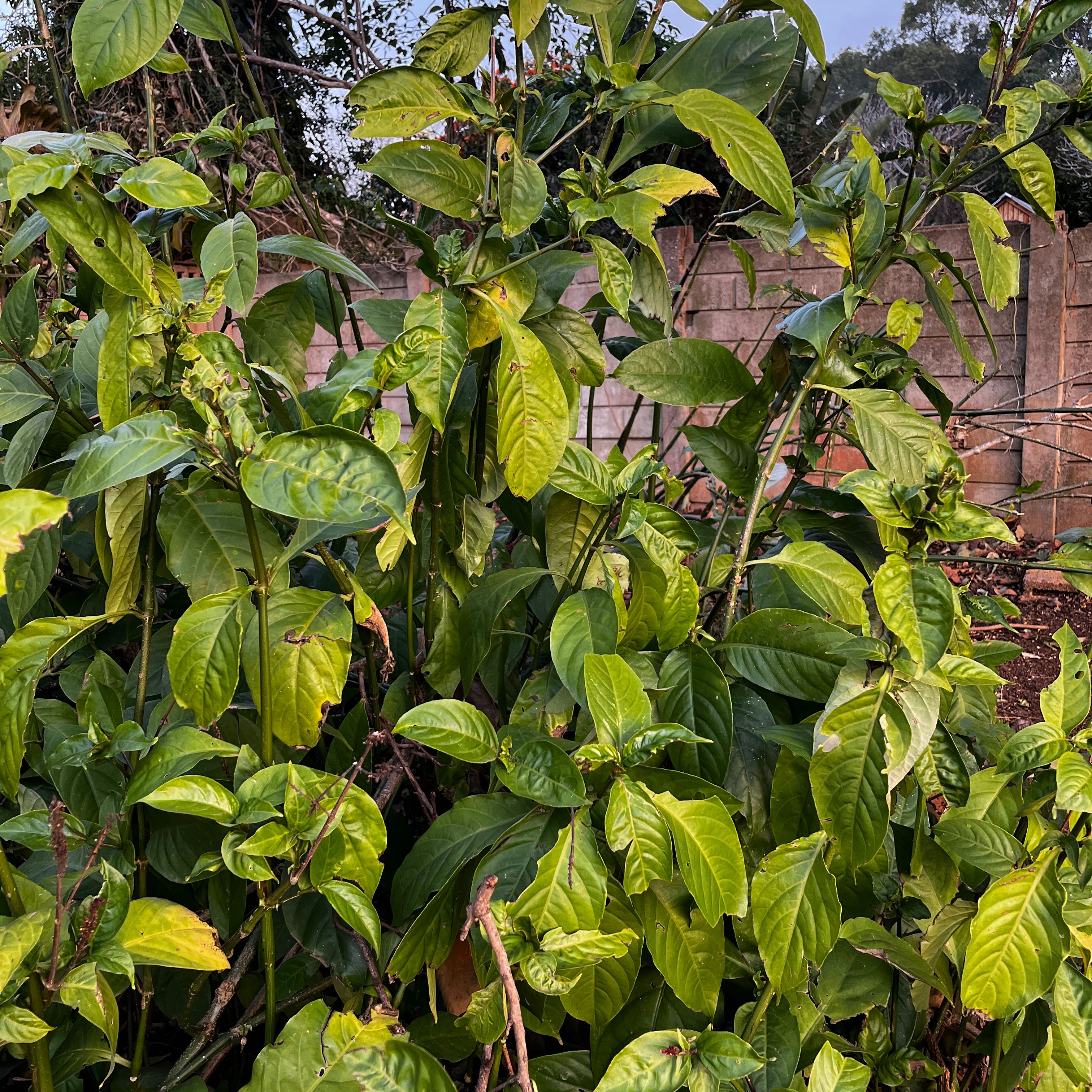 Photo of the plant species Odontonema tubaeforme by @YiftSainfoin2 named ChloroPhil on Greg, the plant care app