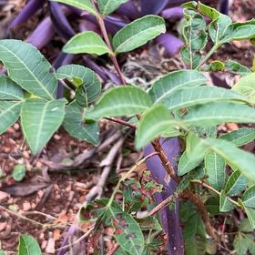 Photo of the plant species Brazilian Peppertree by @YiftSainfoin2 named Achilles on Greg, the plant care app