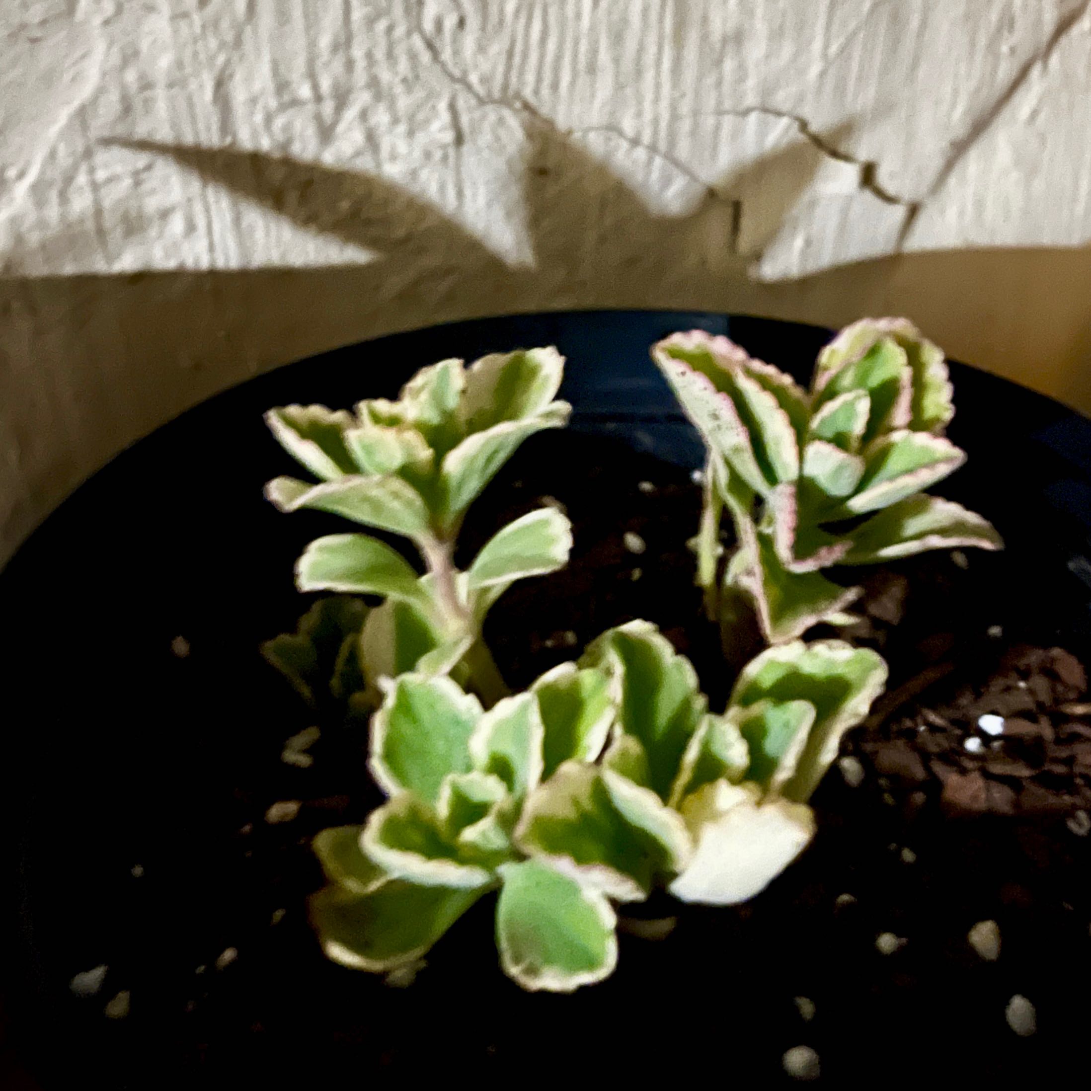 Photo of the plant species Spur Flower Mike's Fuzzy Wuzzy by @YiftSainfoin2 named Beckham on Greg, the plant care app