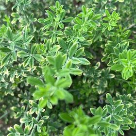 Photo of the plant species Winter Jasmine by @FestalCorkelm18 named Einstein on Greg, the plant care app
