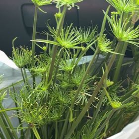 Photo of the plant species Umbrella Papyrus by @AbundantWychelm named Kardashian on Greg, the plant care app