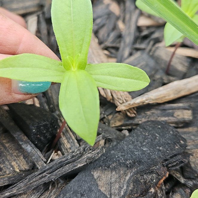 Photo of the plant species Peruvian Zinnia by @kcorbett3 named Stella on Greg, the plant care app