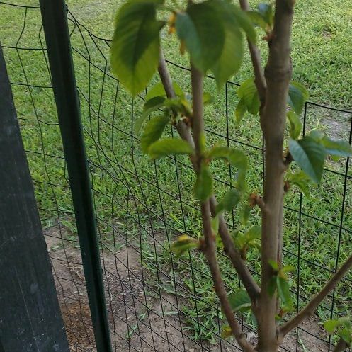 Photo of the plant species Dwarf Black Tartarian Cherry Tree by @SalientSilkvine named Demi on Greg, the plant care app