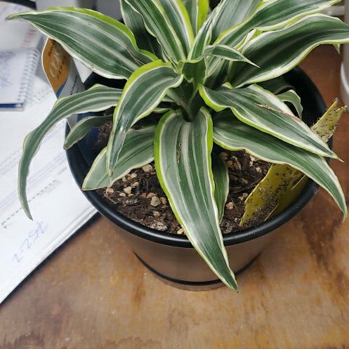 Photo of the plant species Warneckii Compacta by @SalientSilkvine named Peter Parker on Greg, the plant care app