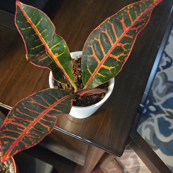 Photo of the plant species Croton petraeus by @SalientSilkvine named Bigleef Smalls on Greg, the plant care app