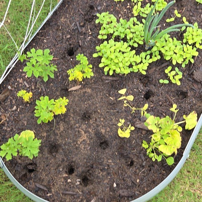 Photo of the plant species Ampalaya by @HappySeaaster91 named Bodhi on Greg, the plant care app