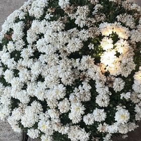 Photo of the plant species Evergreen Candytuft by @ImmenseRedsky18 named Elina on Greg, the plant care app