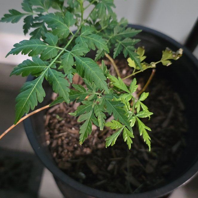 Photo of the plant species Chinaberry by @UniqueTozzia39 named da Vinci on Greg, the plant care app