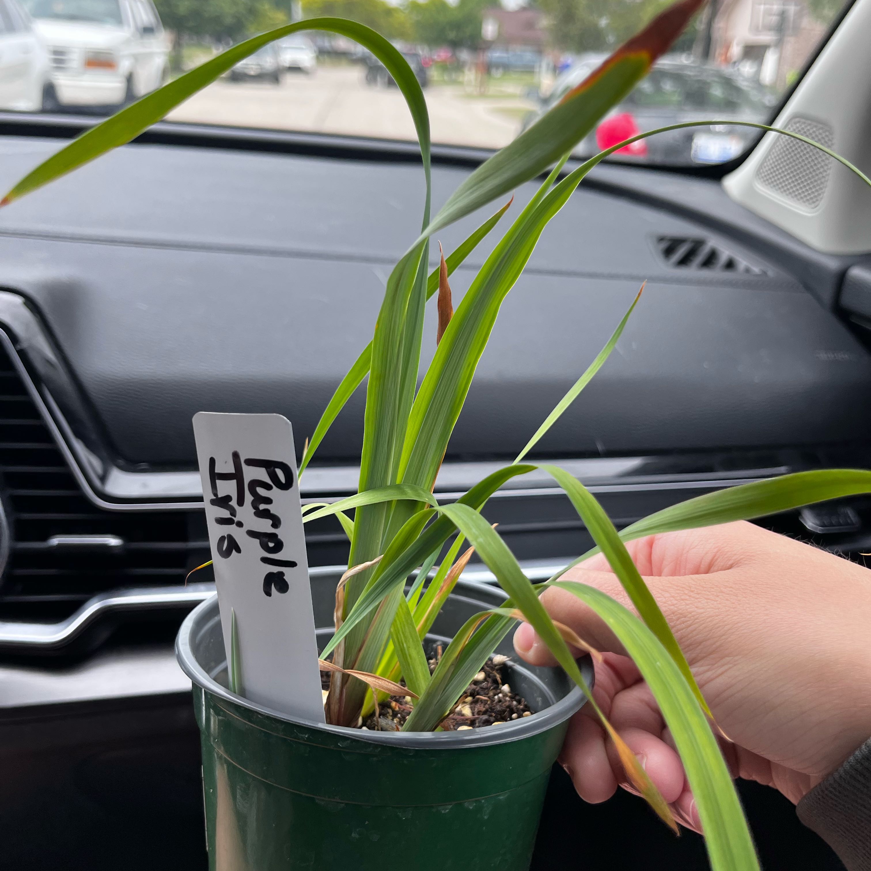 Photo of the plant species Siberian Iris by @GentleChosmo80 named McKinley on Greg, the plant care app