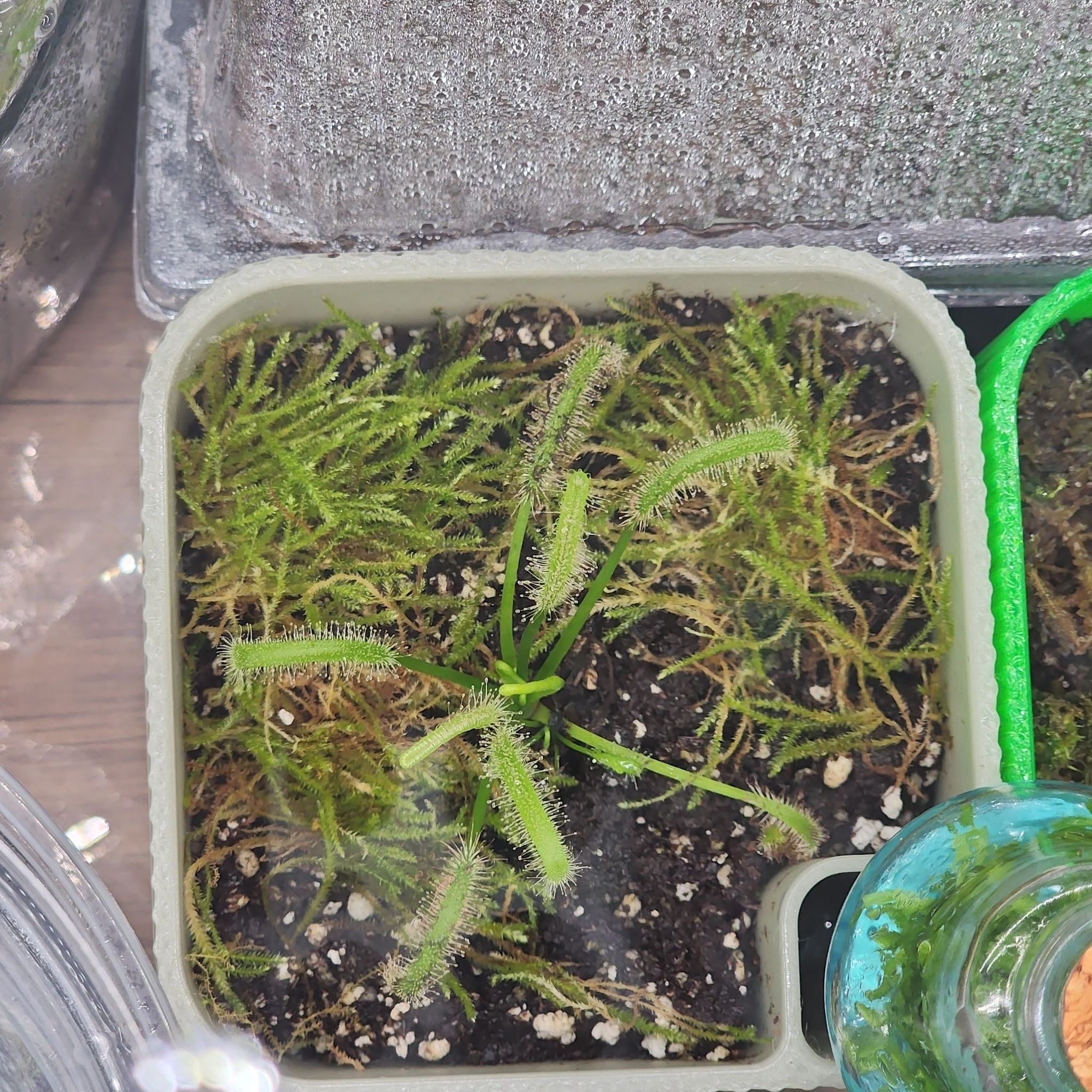 Photo of the plant species White Sundew by @NewFilbert22 named Emerson on Greg, the plant care app