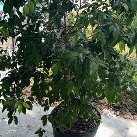 Photo of the plant species Rara Jaboticaba by @ManyRedbean57 named Osmo on Greg, the plant care app