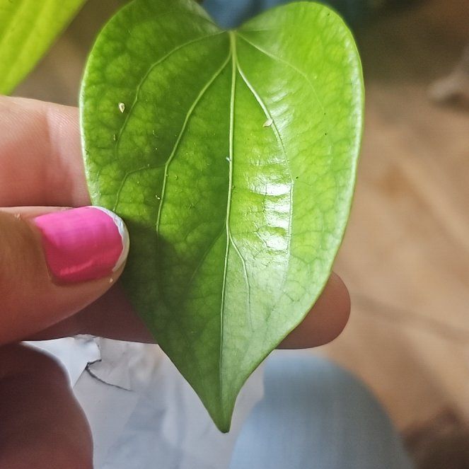 Photo of the plant species Black Pepper Vine by @GoldMarimo60 named Scarlett on Greg, the plant care app