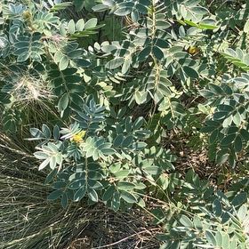 Photo of the plant species False Indigo by @ChummyBagpod34 named Coco on Greg, the plant care app