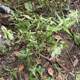 Photo of the plant species False Daisy by @ChummyBagpod34 named Hemingway on Greg, the plant care app