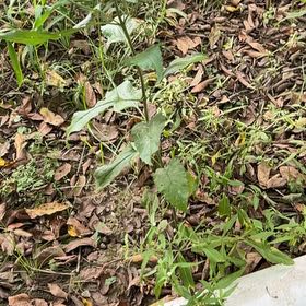 Photo of the plant species Common Nipplewort by @ChummyBagpod34 named Dax on Greg, the plant care app